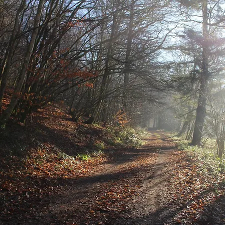 Foret De C'est Moi Bièvre