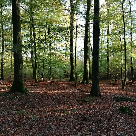 Vakantiehuis Foret De C'est Moi