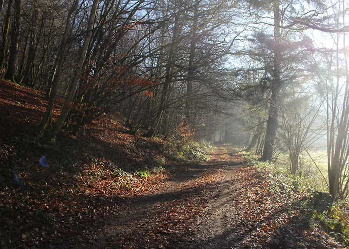 Foret De C'est Moi Bièvre